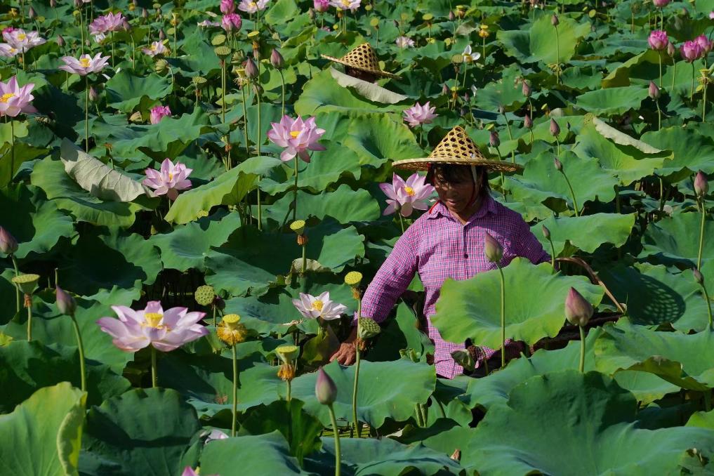 萬(wàn)千氣象看江西|江西廣昌：盛夏采蓮忙