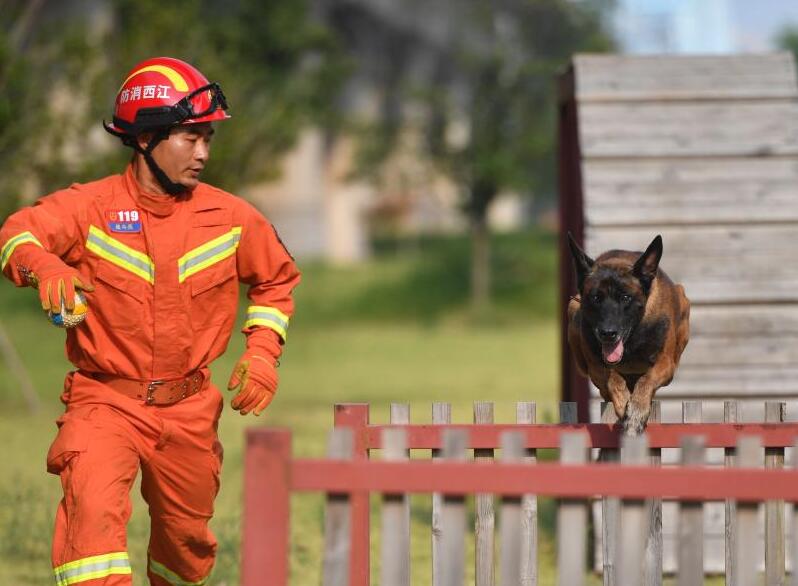 江西南昌：搜救犬的高溫“烤”驗(yàn)